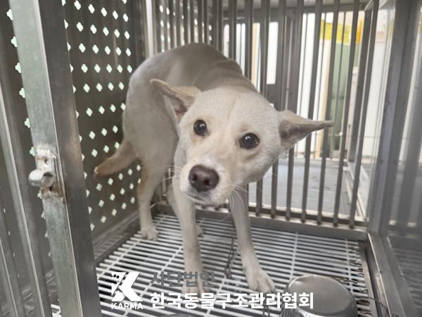 한국동물구조관리협회_411324202500276
